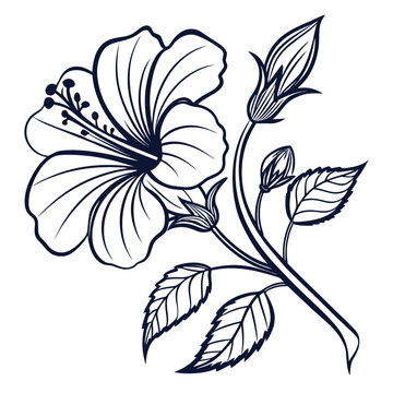 Rare Pavonia Flower Botanical Illustration