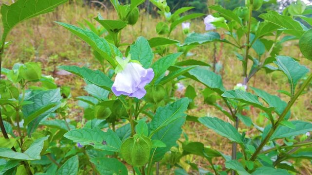 Probably shoo-fly plant Nicandra physalodes blooms introduced in China. Xining.
