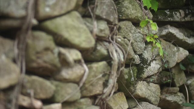 Traditional Stone Wall in Village - 청산도 마을의 전통 방식 돌담