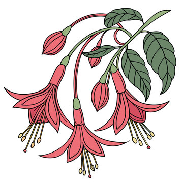 Chirita Botanical Vector Design