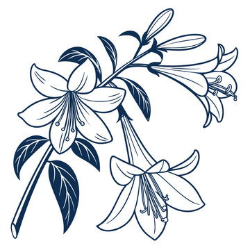 Chirita Bloom Hand Drawn Line Art Clipart