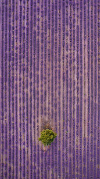 Campo de lavanda