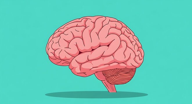 Human Brain Anatomy Illustration Neuroscience.
