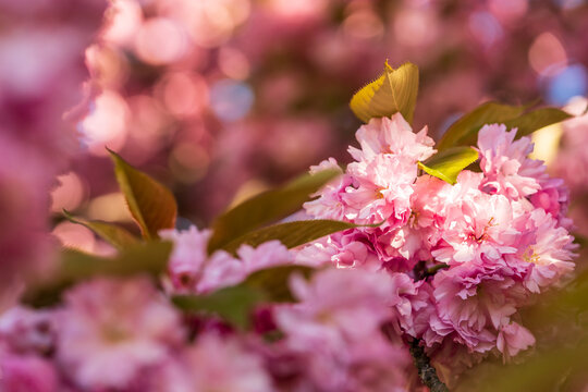Bl&uuml;hende Sakura Kirschbl&uuml;ten im Fr&uuml;hling