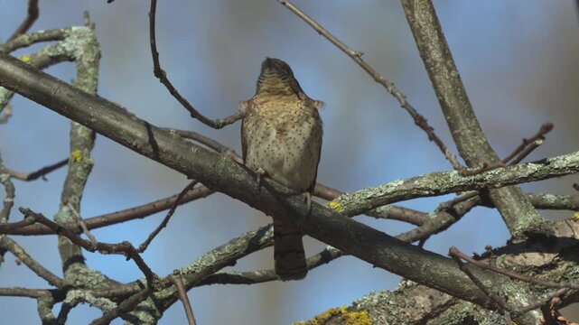 Eurasian Wryneck (Jynx torquilla). A bird perched on a branch. Sounds of the forest within.