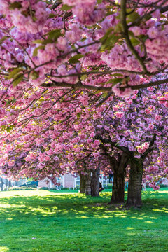 Rosa bl&uuml;hende Kirschbl&uuml;ten im Fr&uuml;hjahr vor dem Grassi Museum in Leipzig