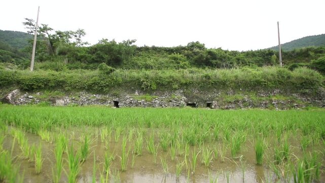 Structure of GIAHS Gudeuljangnon Rice Paddies - 세계중요농업유산 청산도 구들장 논 구조와 내부