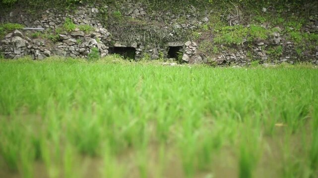 Structure of GIAHS Gudeuljangnon Rice Paddies - 세계중요농업유산 청산도 구들장 논 구조와 내부