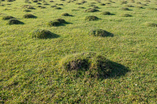Green meadow covered with small hillocks. Hummocks in the meadow, pasture.