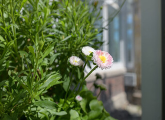 bellis perennis with foliage and space for text © eugen