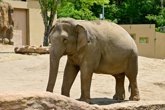 Asian elephant in zoo. Close-up of the Elephant. Nature scene and animals scene. Animals concept.