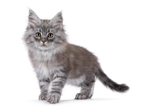 Excellent Maine Coon cat kitten, walking or standing side ways. Looking towards camera. Isolated on a solid white background.