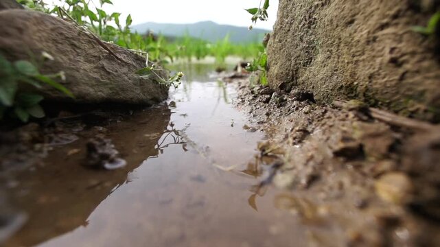 Water Flowing in GIAHS Gudeuljangnon Rice Paddies - 세계중요농업유산 청산도 구들장 논에서 흐르는 물