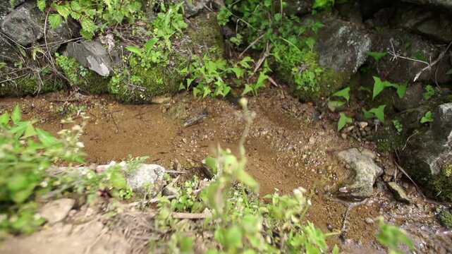 Water Flowing in GIAHS Gudeuljangnon Rice Paddies - 세계중요농업유산 청산도 구들장 논에서 흐르는 물