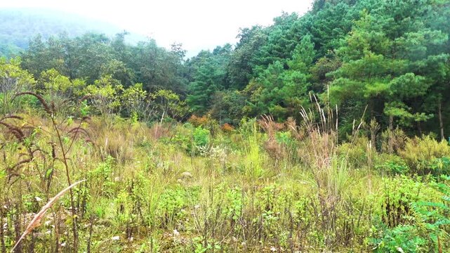 Forest meadows in the foothills in autumn in China. Xining.