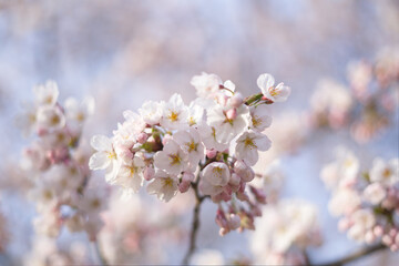 Naklejka premium cherry blossom in spring at High Park
