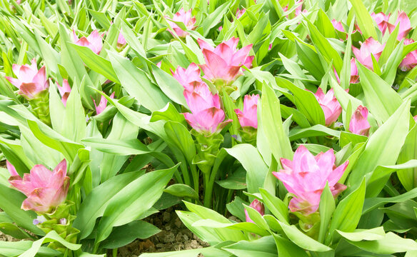 Thai tulip on flower