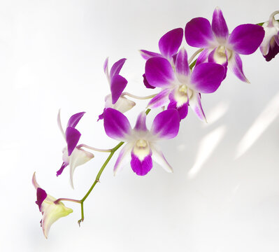 A purple orchid flower