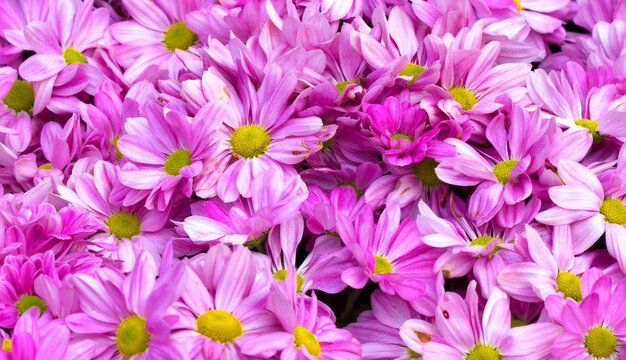 Pink chrysanthemum flower