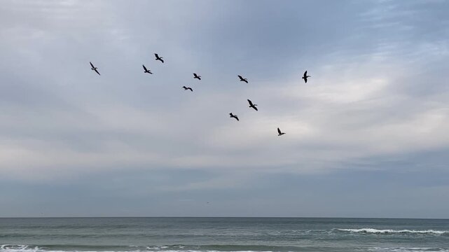 Several birds glide across the sky above rolling surf along a quiet beach. Soft light and gentle water movement create a serene seascape.