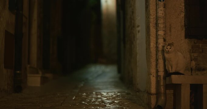 Cat sitting on ledge in narrow stone street at night