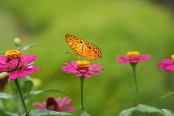 Fototapeta premium The Common Leopard butterfly (Phalanta phalantha) perched on a red zinnia flower