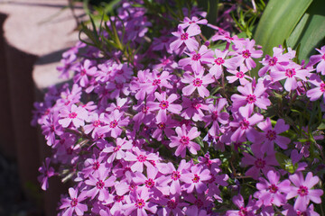 Fototapeta premium ピンクの芝桜