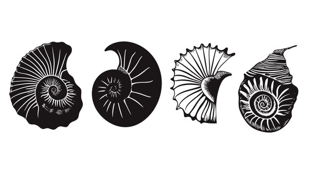 Four black and white illustrations of various ammonite shell fossils isolated on a white background