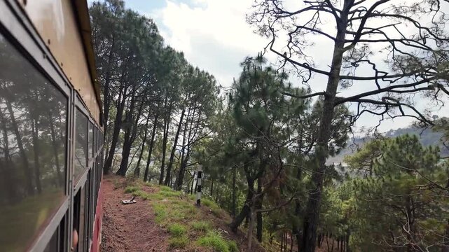 Dense pine forest covers a mountainous hillside under cloudy sky.