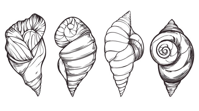 Black and white illustration of four spiral seashells, each with unique angles and details