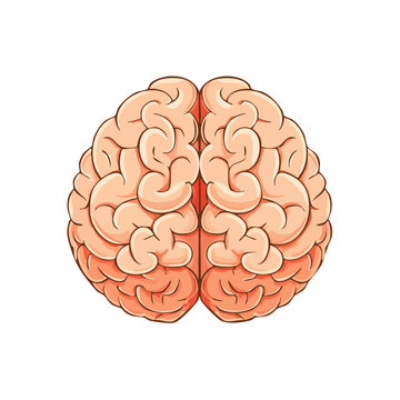 Anatomical illustration of a human brain viewed from above with detailed gyri and sulci