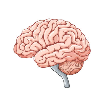 Anatomical illustration of a human brain with detailed convolutions and cerebellum