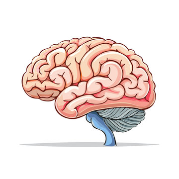 Detailed human brain illustration depicting cerebral cortex and cerebellum with visible gyri and sulci