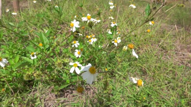 Forest meadows in the foothills in autumn. Daisies are blooming and bearing fruit in China. Xining