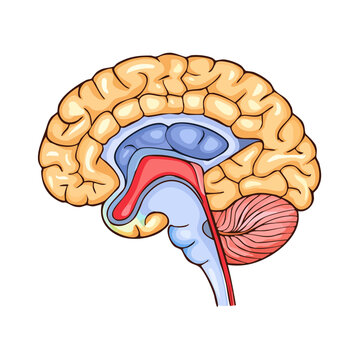 Detailed illustration of a human brain's sagittal view showing distinct anatomical regions