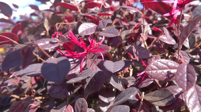 Cultivars. Chinese fringe flower Loropetalum chinense in China. Xining