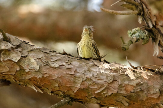 Un futuro macho de Verdecillo o ser&iacute;n verdecillo (Serinus serinus)