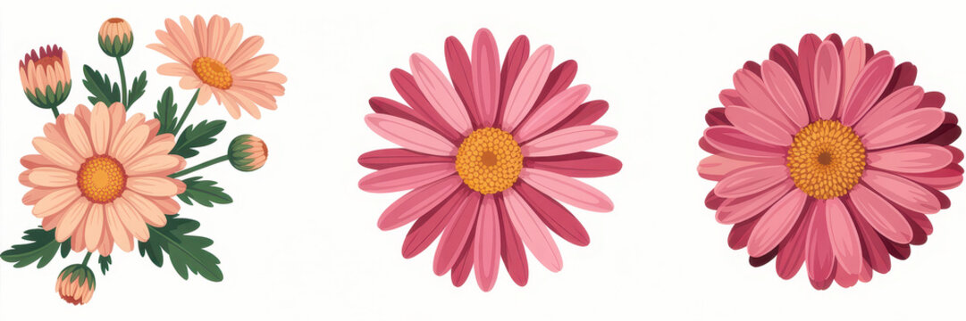 Three pink daisy flowers with green leaves and buds isolated on a white background for