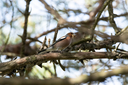 Pinz&oacute;n vulgar (Fringilla coelebs) con la comida en el pico