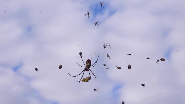 Golden Orb Weaver Spider with many trapped flies. Its like Nephilengys cruentata in China. Xining