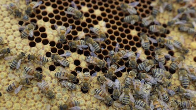 Bees in beehive