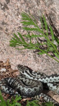 Common European adder crawling on a rock in the bushes, vertical 4K.
