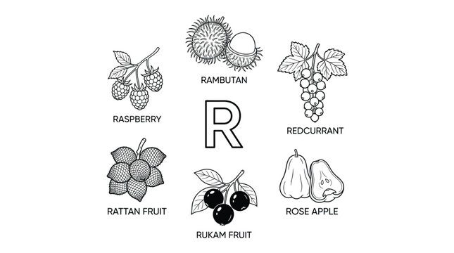 Fruits starting with the letter r educational illustration featuring raspberry rambutan redcurrant rose apple rattan and rukam fruit flat vector high quality