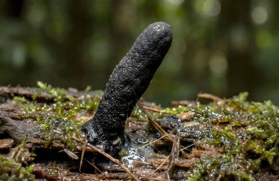 Dead Man's Fingers fungus Xylaria polymorpha growing on decaying mossy log
