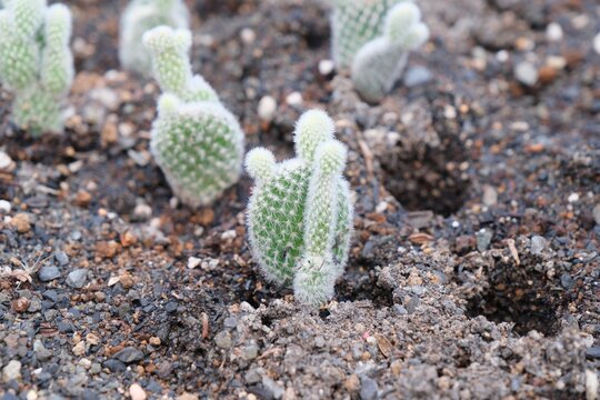 Tiny fluffy green cactus plant thriving in a dry, rocky environment.