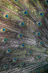 Obraz premium Close-up of the exotic peacock tail