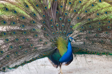 Obraz premium Majestic male peacock displaying its vibrant plumage