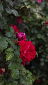 red rose in the garden