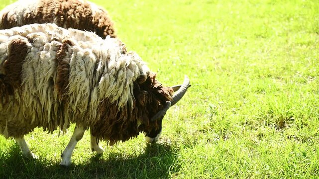 Jacob sheep grazing on green grass in sunny meadow. Rare four horned sheep breed feeding on pasture. Concept of organic farming, sustainable agriculture and livestock breeding, wool production