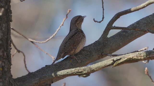 Eurasian Wryneck (Jynx torquilla). Singing bird perched on a branch. Sound inside the video.